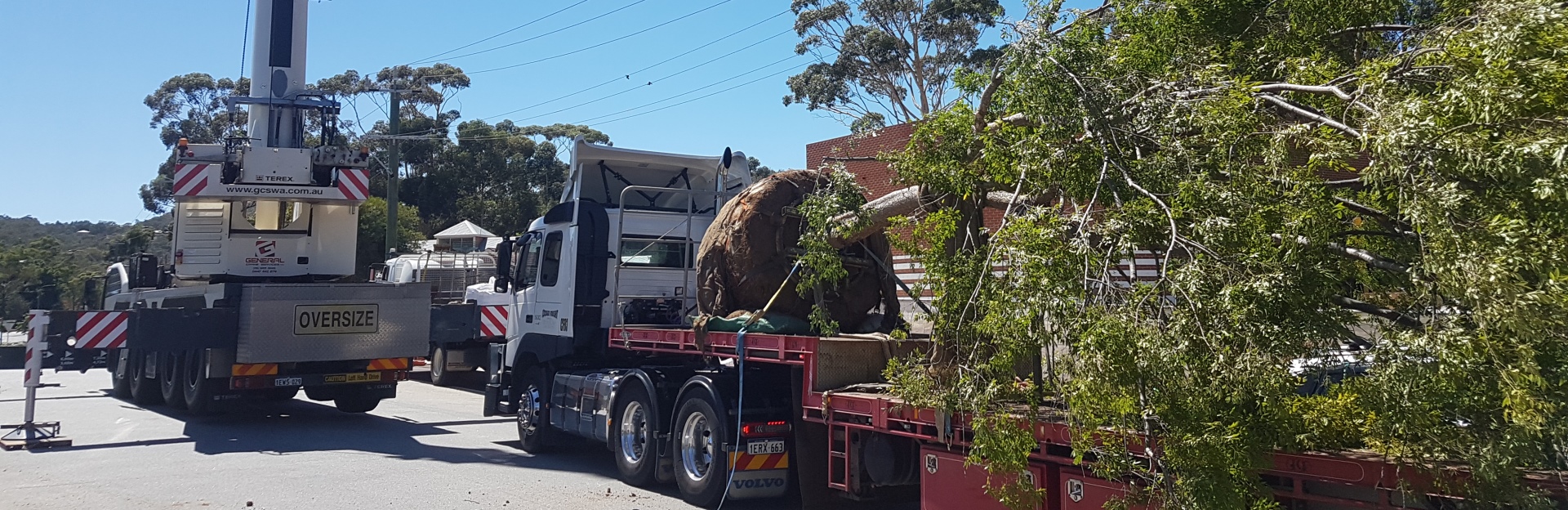 Residential Tree Transplant The Arbor Centre