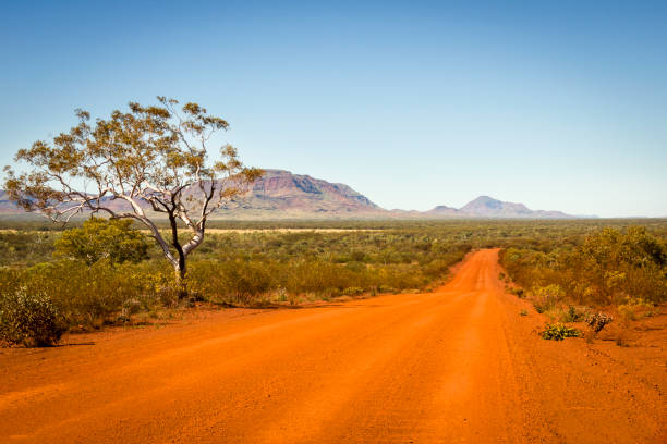 Pilbara grown-to-order tree stock