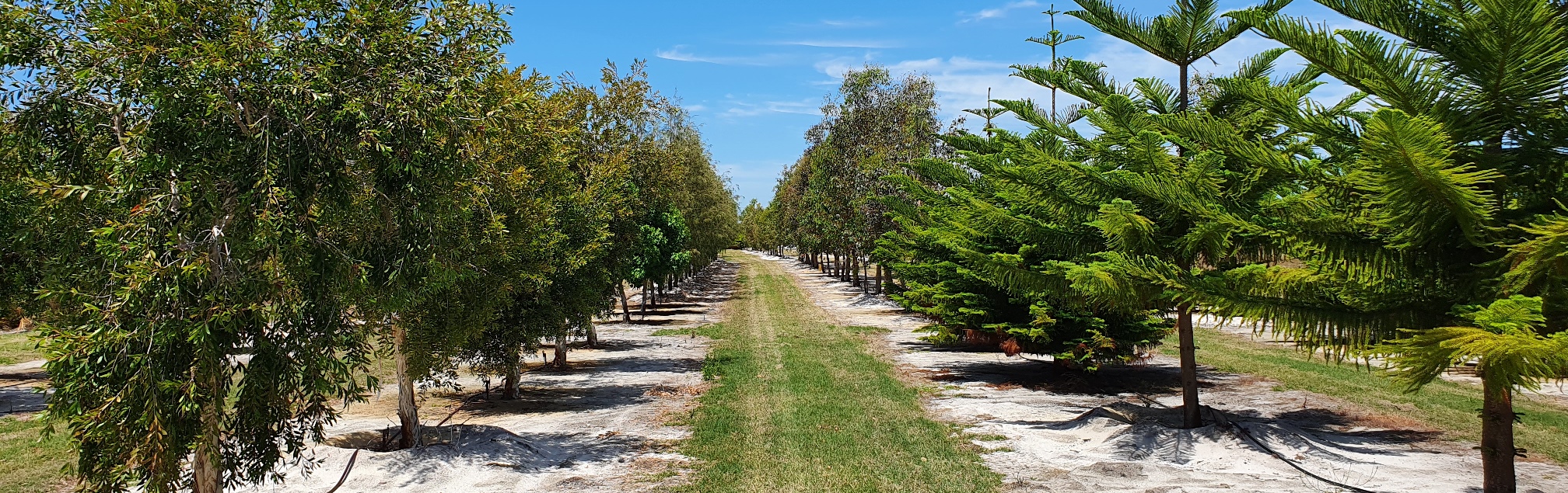 Tree Farm Supply Perth The Arbor Centre