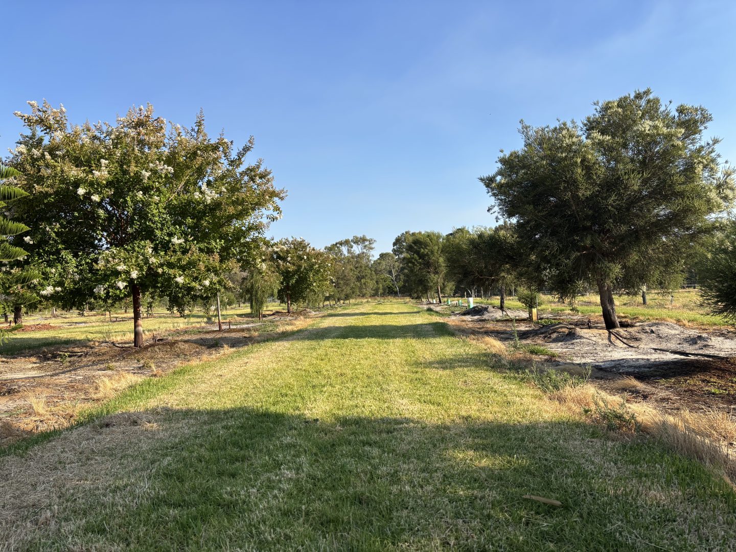 Left - White Crepe MyrtleRight - Melaleuca Ianceolata