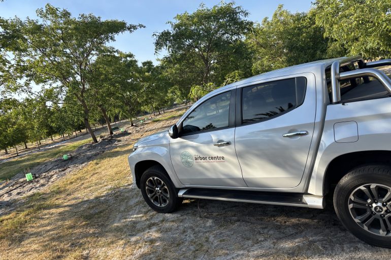 Tipuana - Tree Farm Swan Valley